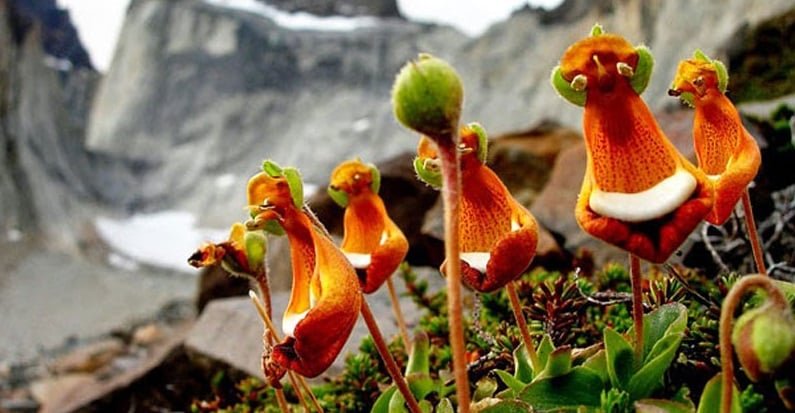 50 Pcs Calceolaria Uniflora Happy Alien Flower Seeds