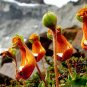 50 Pcs Calceolaria Uniflora Happy Alien Flower Seeds
