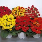 50 Pcs Calceolaria Herbeohybrida Slipper Flower Fashion Mix Flower Seeds