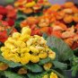 50 Pcs Calceolaria Herbeohybrida Slipper Flower Fascination Mix Flower Seeds