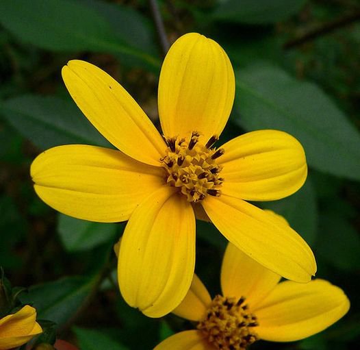 20 Pcs Coreopsis Mutica Flower Seeds