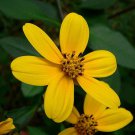 20 Pcs Coreopsis Mutica Flower Seeds