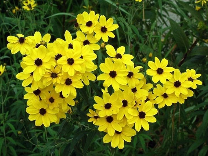 100 Pcs Coreopsis Golden Wave Tickseed Flower Seeds