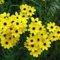 100 Pcs Coreopsis Golden Wave Tickseed Flower Seeds
