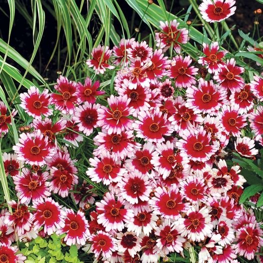 50 Pcs Coreopsis Fruit Punch Flower Seeds