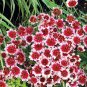 50 Pcs Coreopsis Fruit Punch Flower Seeds