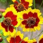 50 Pcs Coreopsis Tincoria Flower Seeds