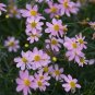 50 Pcs Coreopsis American Dream Flower Seeds
