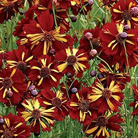 50 Pcs Coreopsis Roulette Bi-color Flower Seeds