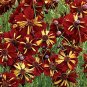50 Pcs Coreopsis Roulette Bi-color Flower Seeds