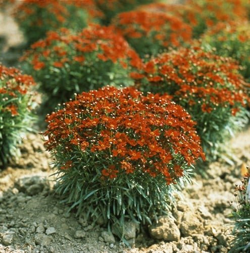 25 Pcs Coreopsis Mahogany Midget Flower Seeds