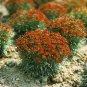 25 Pcs Coreopsis Mahogany Midget Flower Seeds