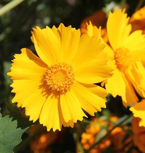 200 Pcs Coreopsis Lance Leaf Flower Seeds