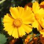 200 Pcs Coreopsis Lance Leaf Flower Seeds