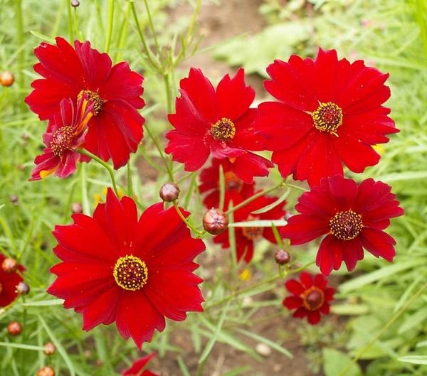 200 Pcs Coreopsis Red Dwarf Flower Seeds