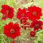200 Pcs Coreopsis Red Dwarf Flower Seeds