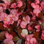 30 Pcs Begonia Nightlife Deep Rose Flower Seeds