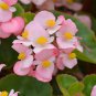 30 Pcs Begonia Pink Cocktail Brandy Flower Seeds