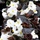 30 Pcs Begonia Nightlife Pure White Flower Seeds