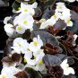 30 Pcs Begonia Nightlife Pure White Flower Seeds