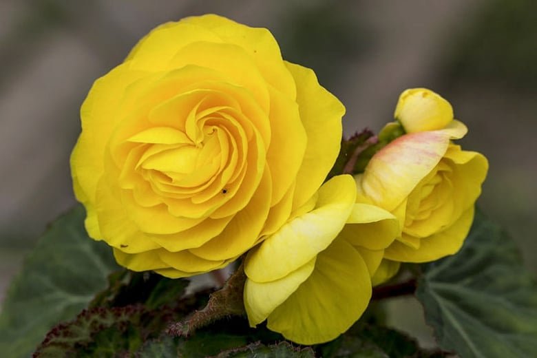 30 Pcs Double Yellow Begonia Flower Seeds