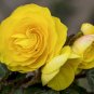 30 Pcs Double Yellow Begonia Flower Seeds