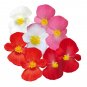30 Pcs Begonia Ambassador Mix Flower Seeds