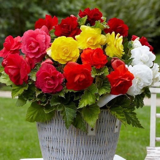 25 Pcs Begonia Mixed Flower Seeds