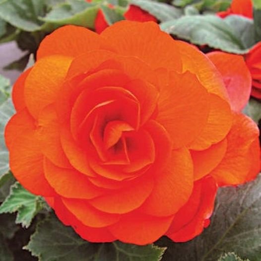 25 Pcs Begonia Tuberosa Double Orange Flower Seeds