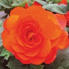 25 Pcs Begonia Tuberosa Double Orange Flower Seeds