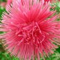 50 Pcs Aster Needle Salmon Flower Seeds
