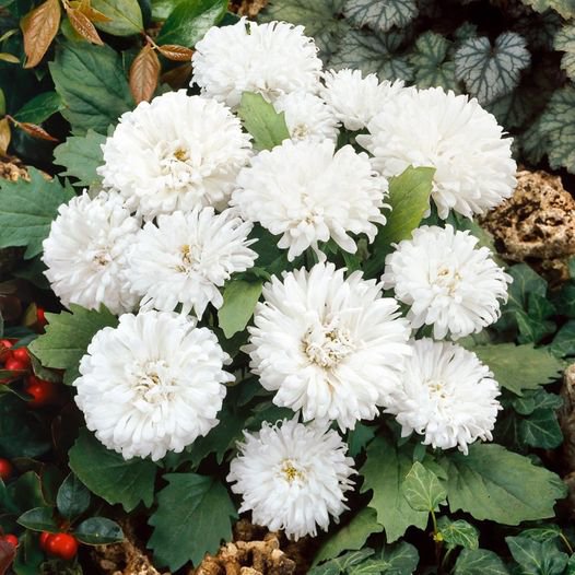 50 Pcs Aster Milady White Flower Seeds