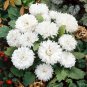 50 Pcs Aster Milady White Flower Seeds