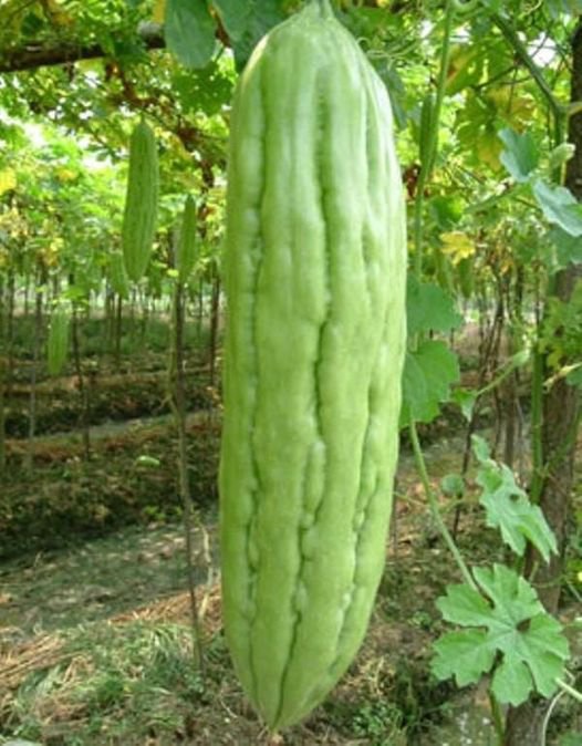 10 Pcs Green Skin Bitter Melon Momordica Charantia