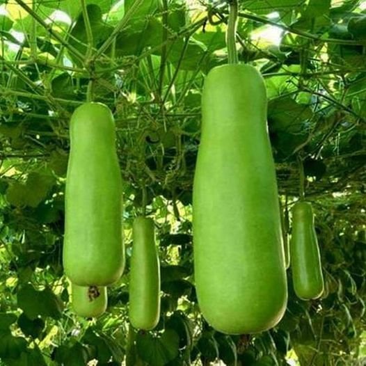 10 Pcs Long Bottle Gourd Seeds Lagenaria Siceraria
