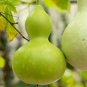 10 Pcs Bottle Gourd Seeds Birdhouse Lagenaria Siceraria Asian Buddha Squash