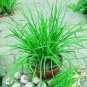 200 Pcs Garlic Chives Seeds Allium Tuberosum