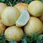 25 Pcs Lemon Cucumber Seeds