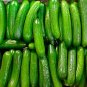 20 Pcs Persian Cucumber Seeds