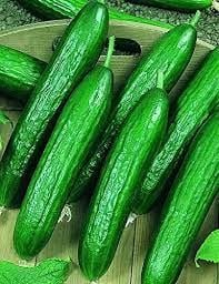 25 Pcs Cucumber Beit Alpha Seeds