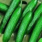 25 Pcs Cucumber Beit Alpha Seeds
