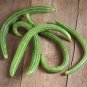 10 Pcs Metki Dark Green Armenian Cucumber Seeds