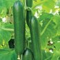 25 Pcs Ashley Long Cucumber Seeds