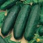 10 Pcs Marketmore Cucumber Seeds