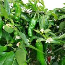 25 Pcs Japanese Shishito Pepper Seeds