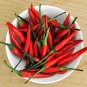 25 Pcs Hot Thai Bird Eye Pepper Seeds