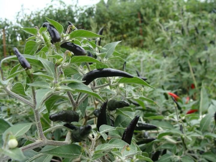 30 Pcs Black Cobra Hot Chili Seeds