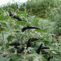 30 Pcs Black Cobra Hot Chili Seeds