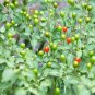 25 Pcs Super Hot Chiltepin Chili Seeds
