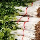 100 Pcs Chinese White Celery Seeds